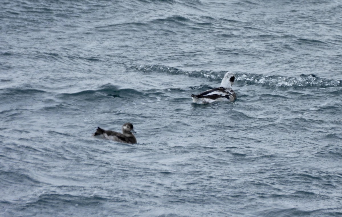 Морянка - ML646658437