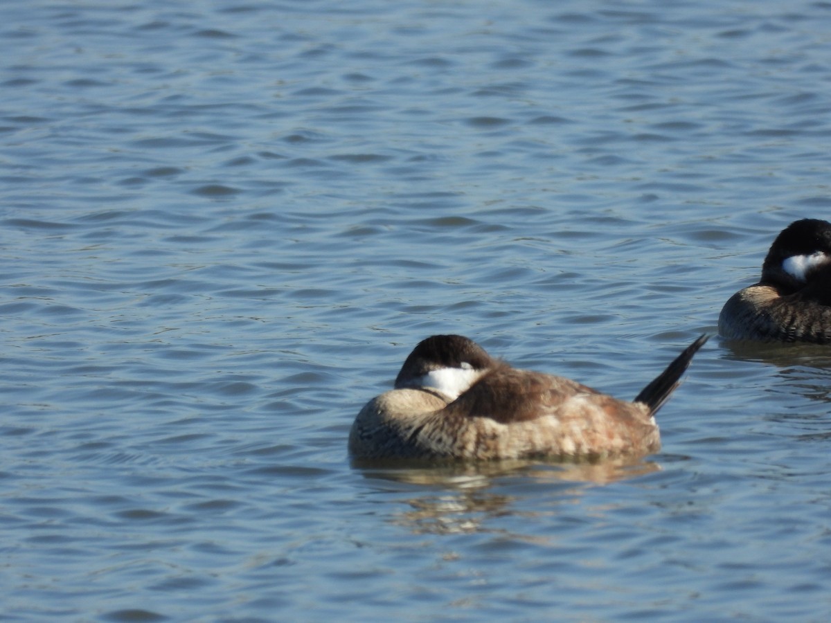 Ruddy Duck - ML646658438