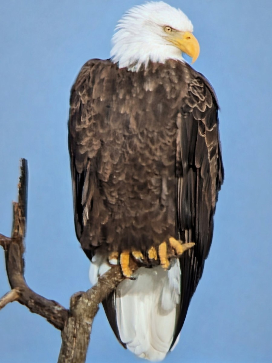 Bald Eagle - ML646658439