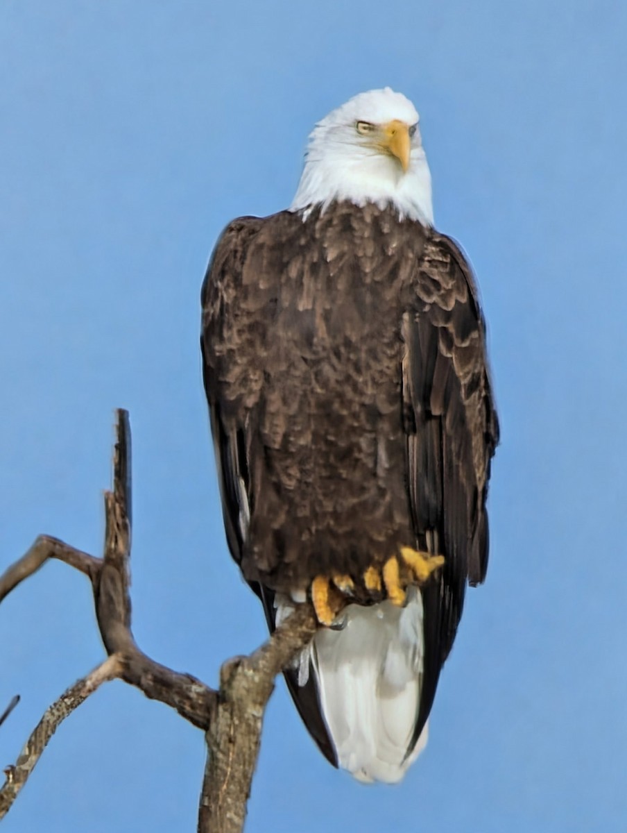Bald Eagle - ML646658440