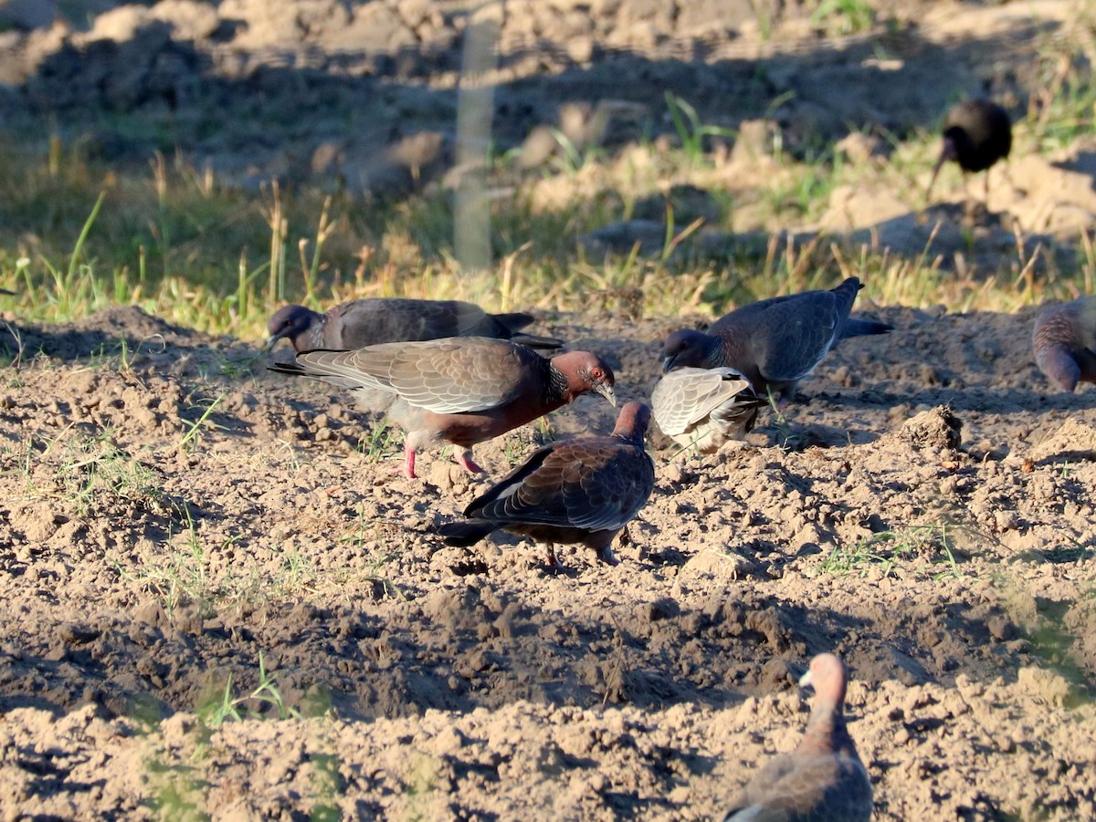 Pikazuro Güvercini - ML646658443