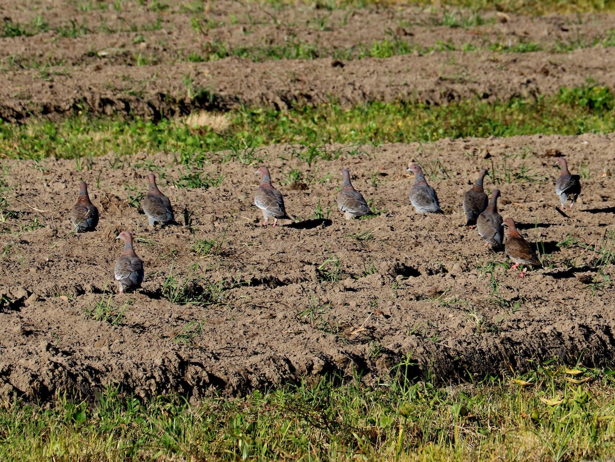Pikazuro Güvercini - ML646658444