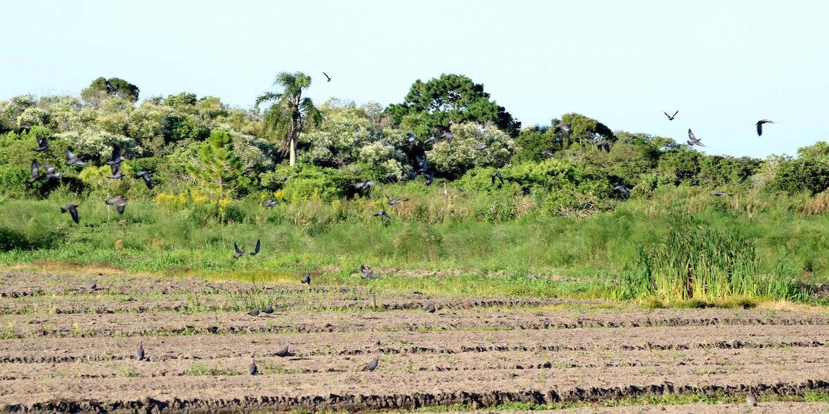 Pikazuro Güvercini - ML646658446