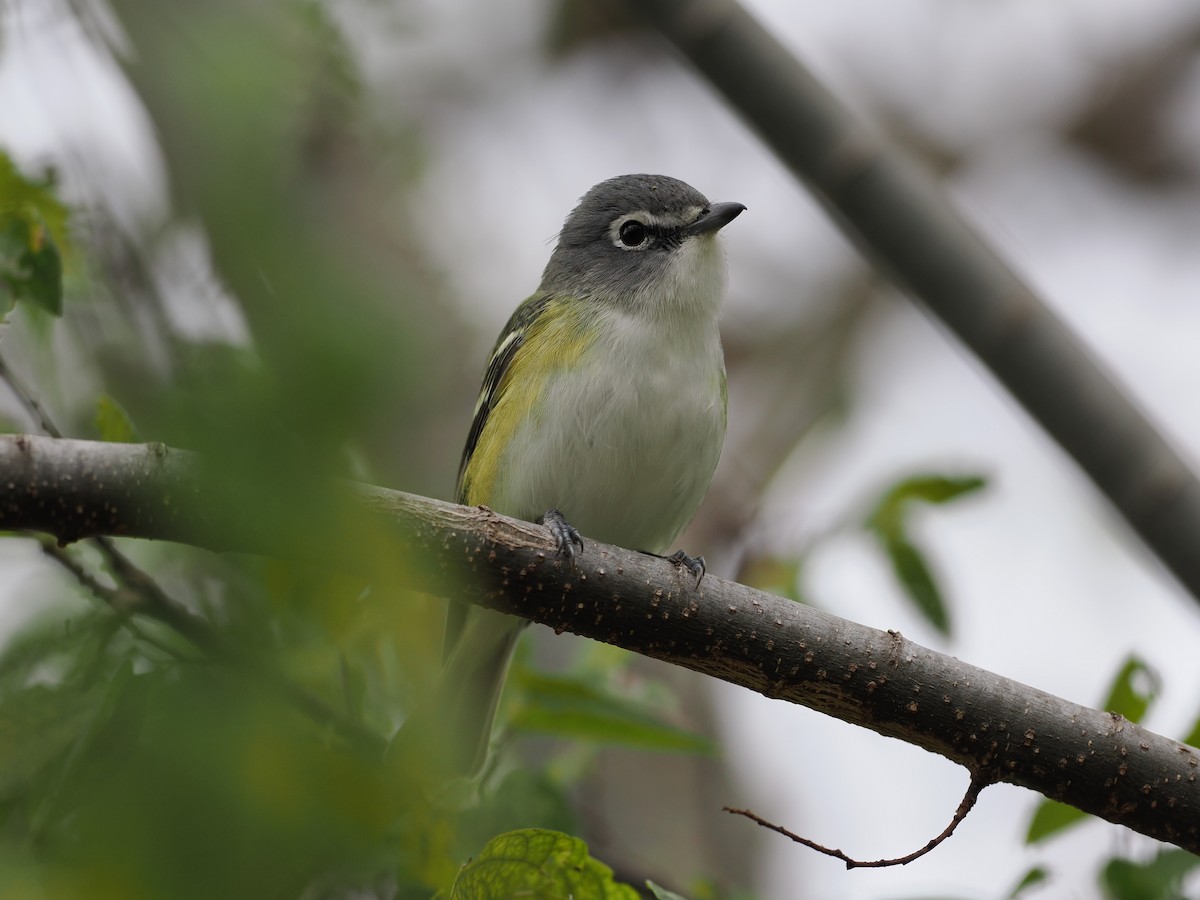 eremittvireo - ML646658448