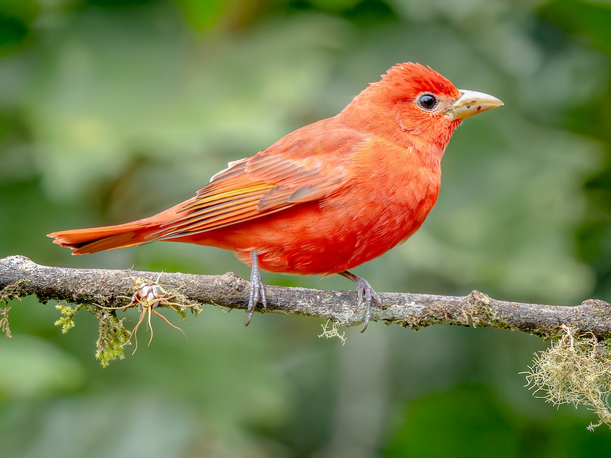 Summer Tanager - ML646658450