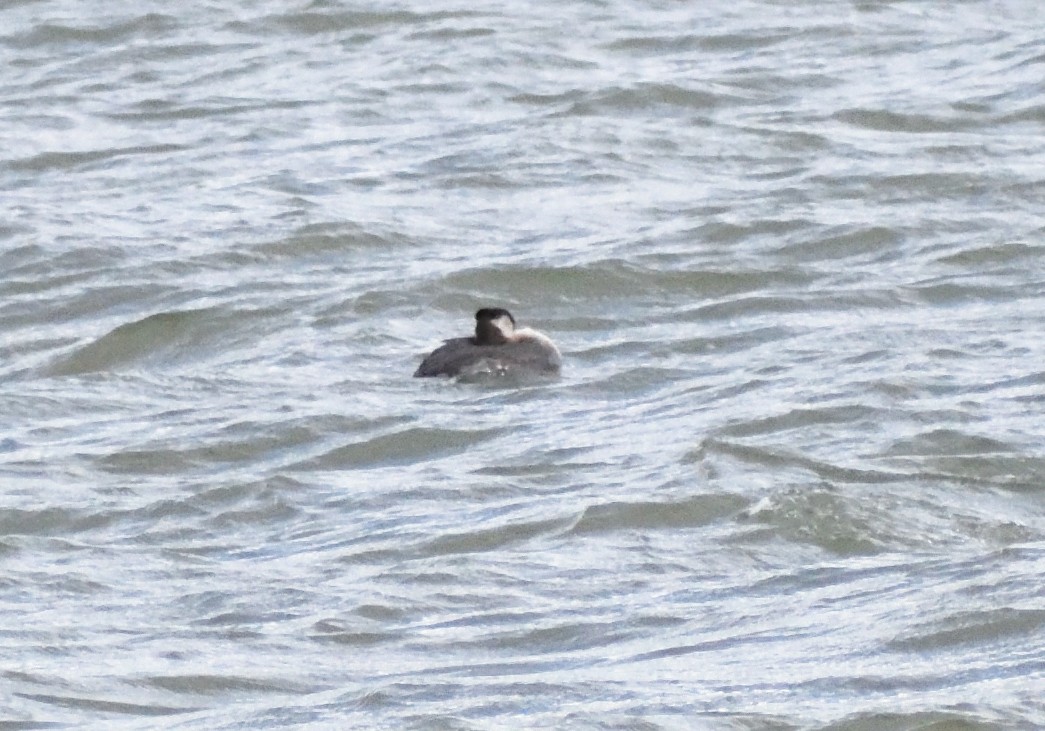 Somormujo Cuellirrojo - ML646658451