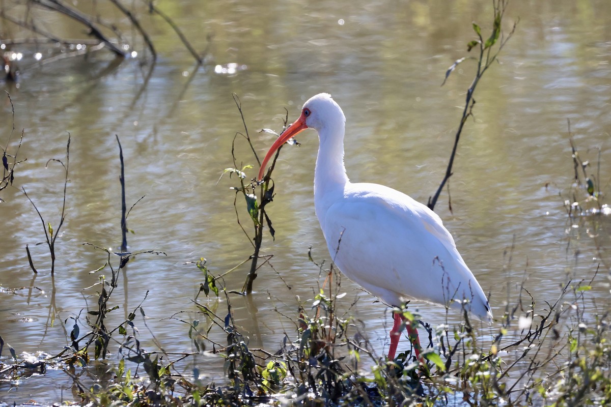 White Ibis - ML646658457