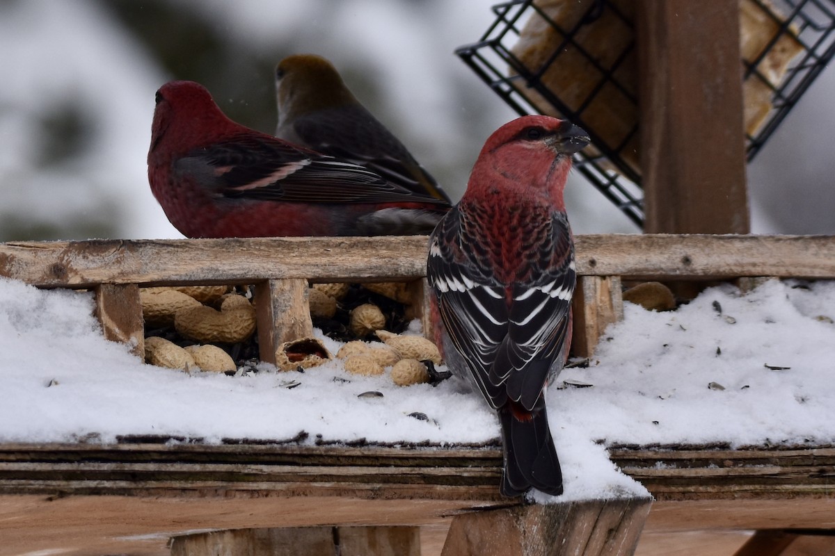 hýl křivčí - ML646658458