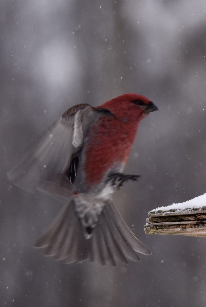 hýl křivčí - ML646658459