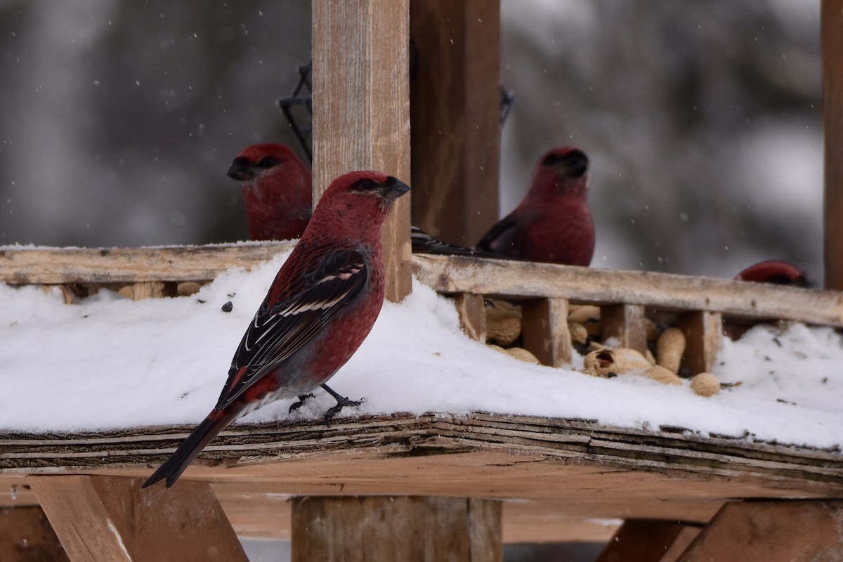 hýl křivčí - ML646658460