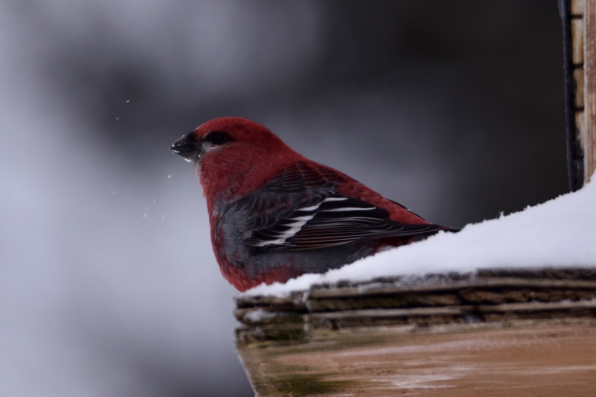 hýl křivčí - ML646658461