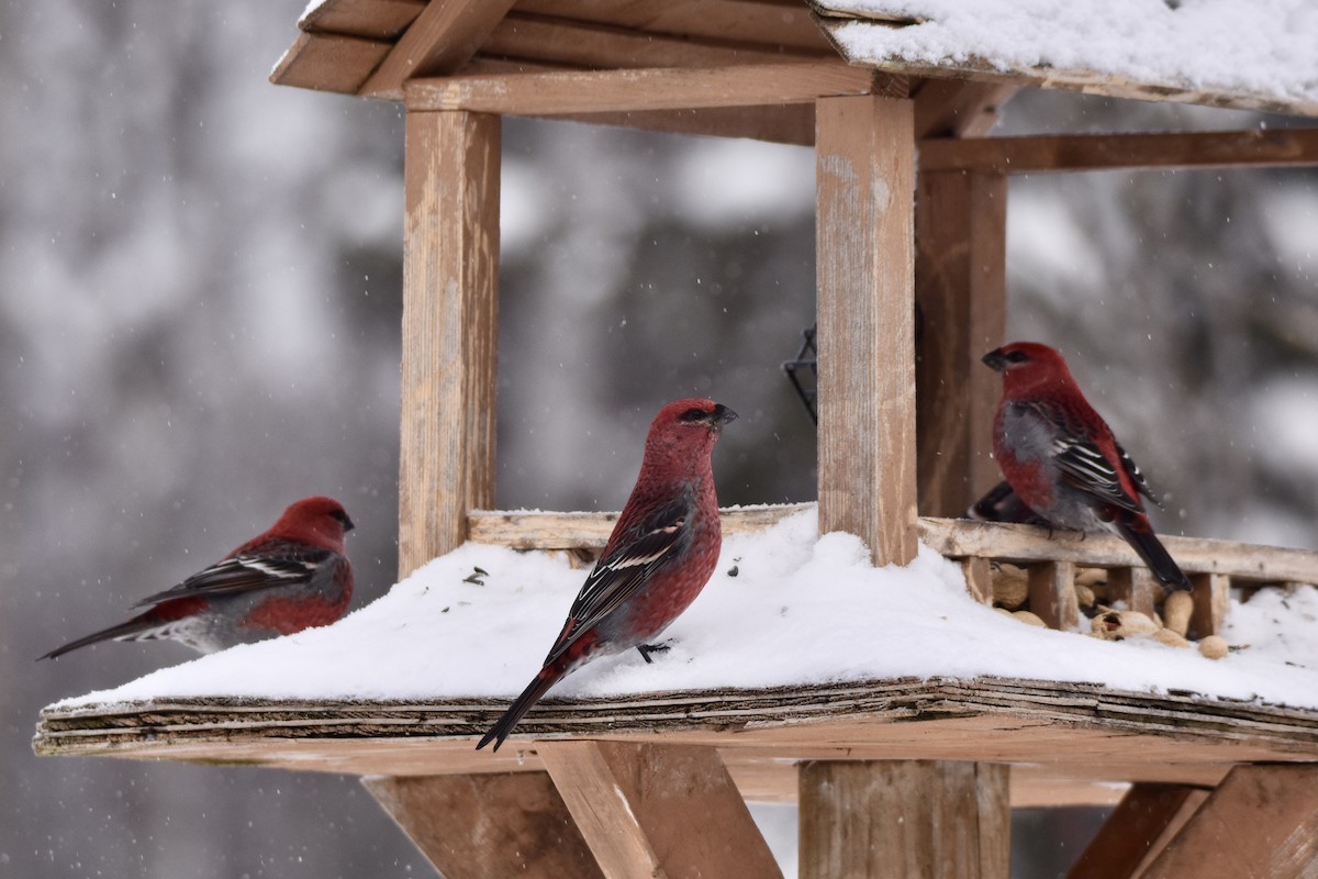 hýl křivčí - ML646658462