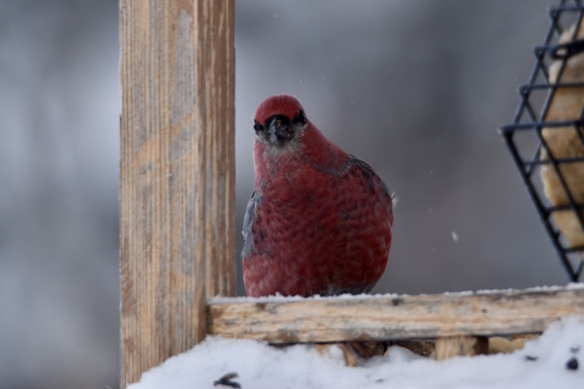 hýl křivčí - ML646658463