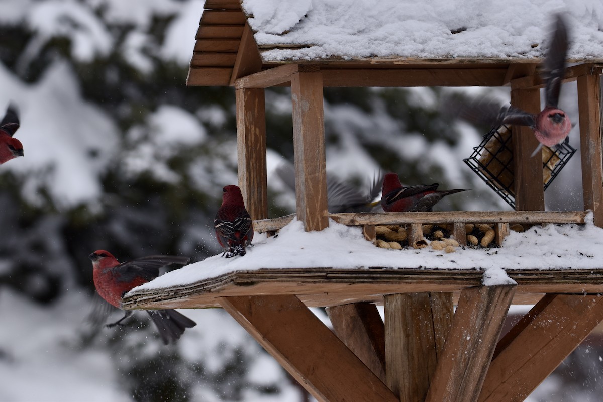 hýl křivčí - ML646658464