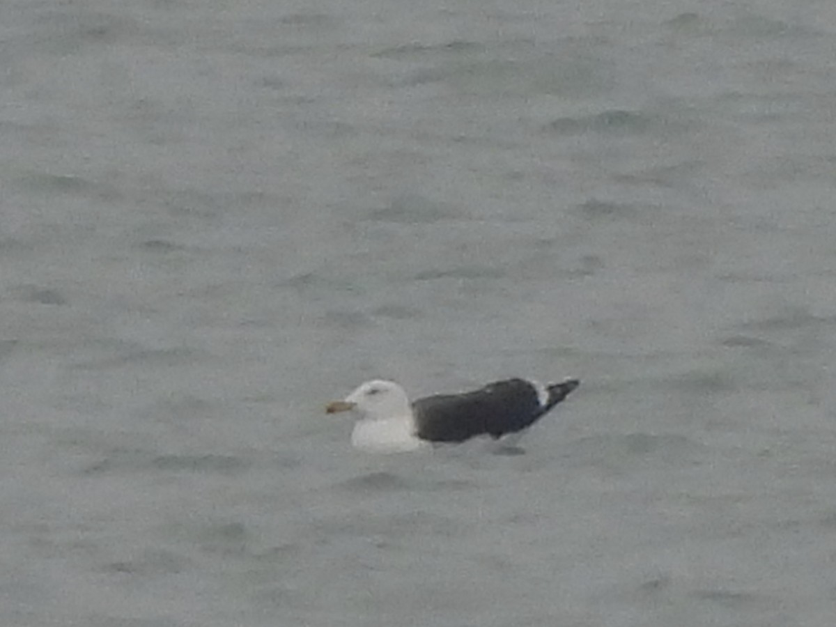 Great Black-backed Gull - ML646658465