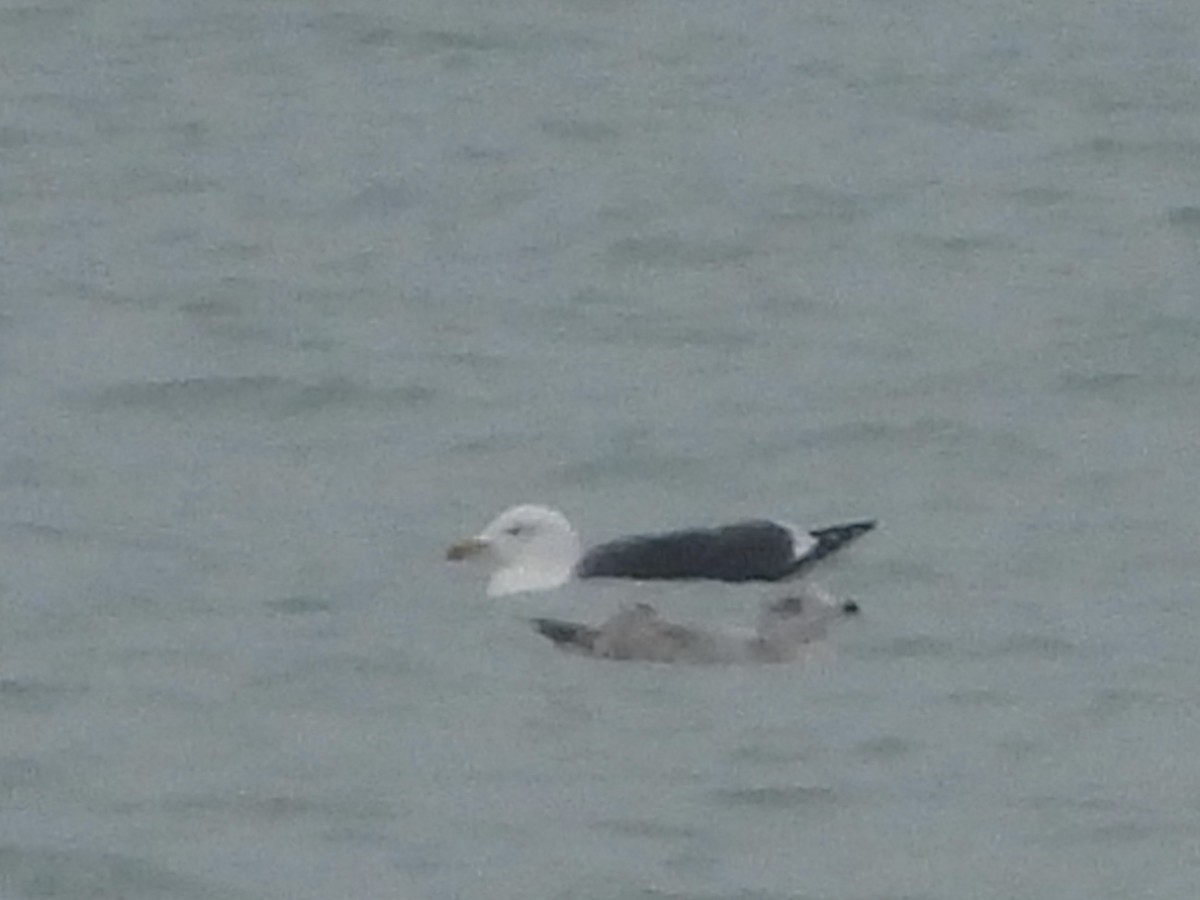 Great Black-backed Gull - ML646658466