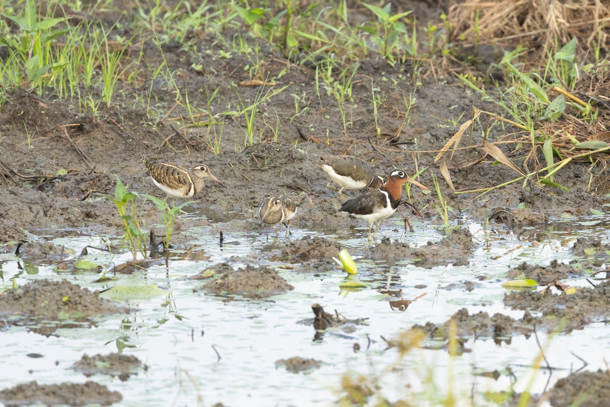 Greater Painted-Snipe - ML646658469