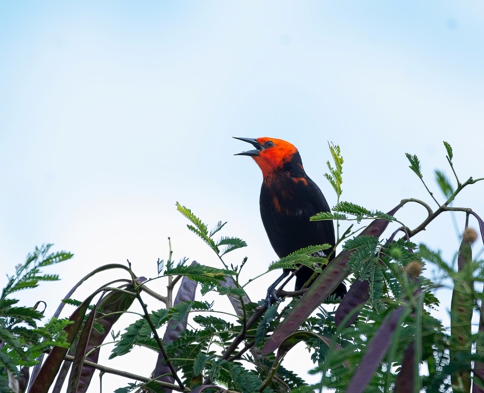 Scarlet-headed Blackbird - ML646658470