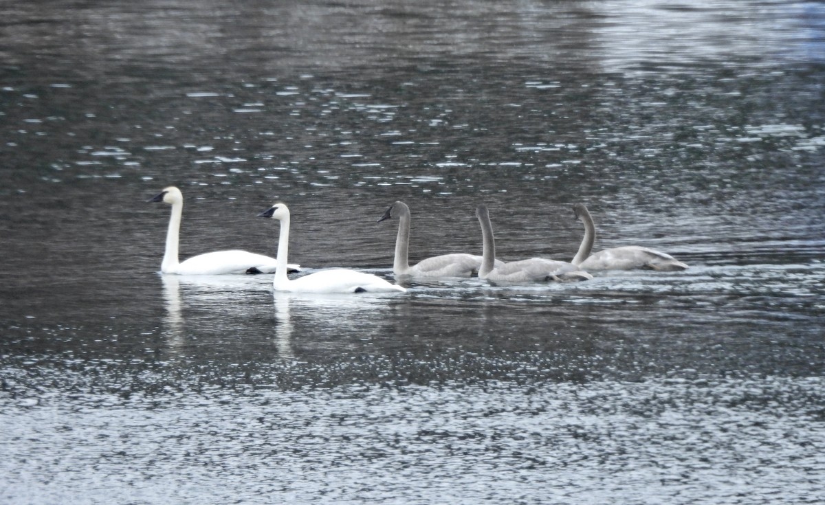Лебедь-трубач - ML646658480
