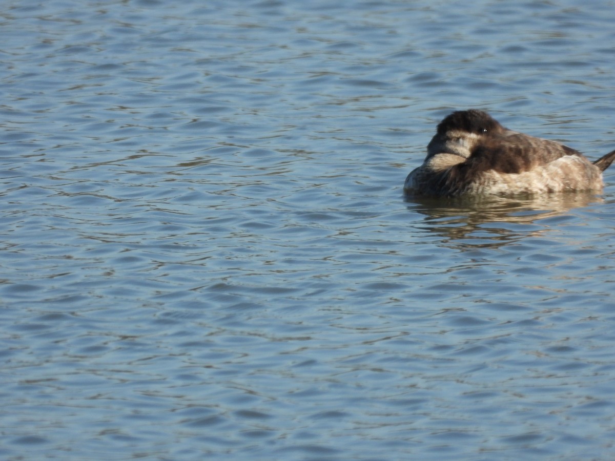 Ruddy Duck - ML646658481