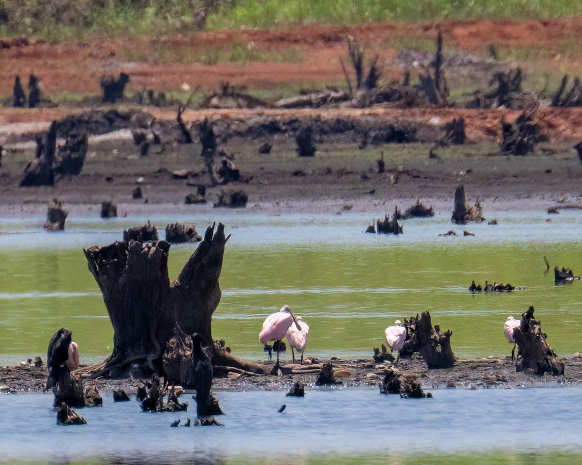 Roseate Spoonbill - ML646658484