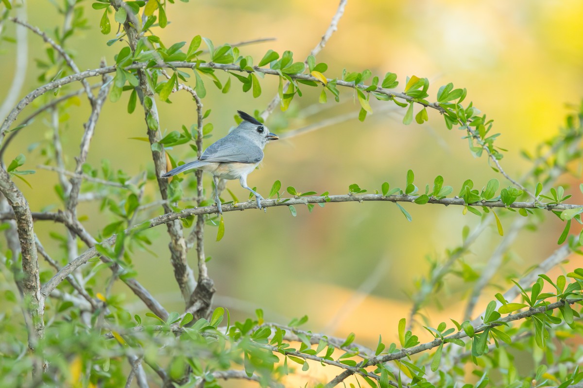 Kara Tepeli Baştankara - ML646658490