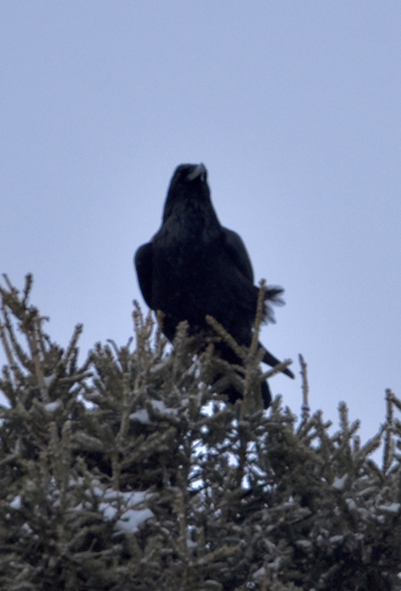 krkavec velký - ML646658495