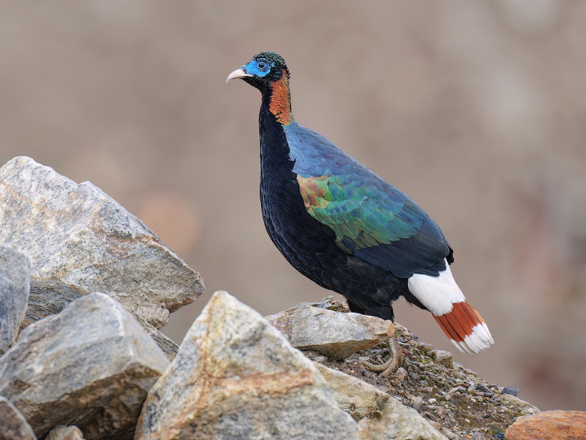 Sclater's Monal - Lophophorus sclateri - Birds of the World