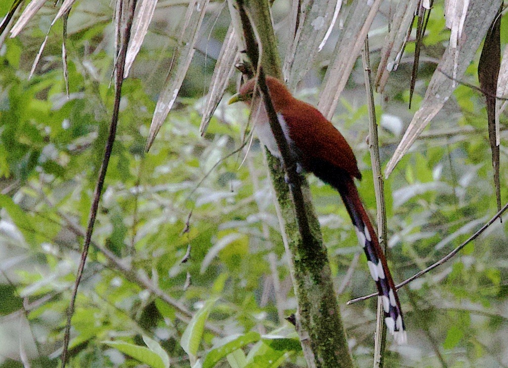 Common Squirrel-Cuckoo - ML646658506