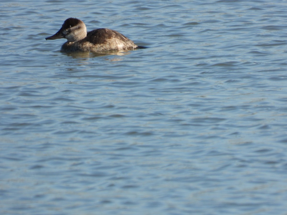 Ruddy Duck - ML646658507
