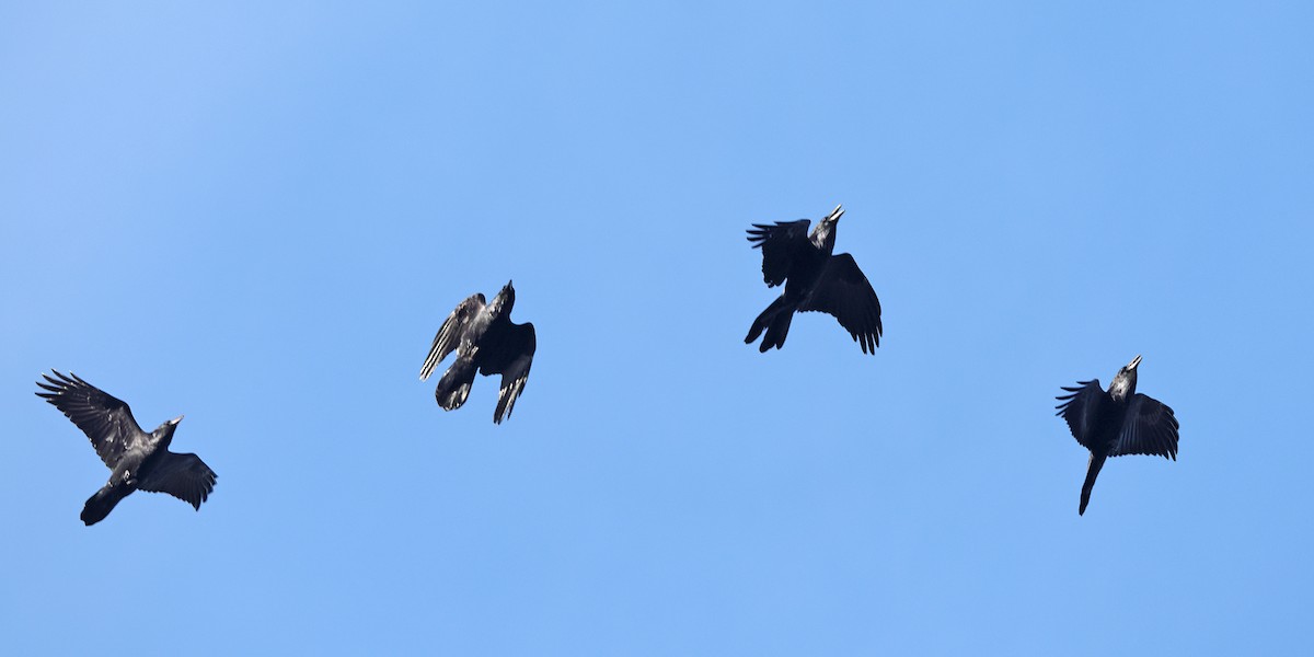 Common Raven - ML646658513