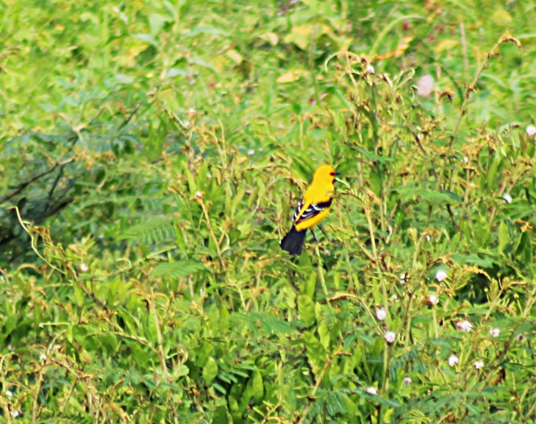 Yellow Oriole - ML646658514