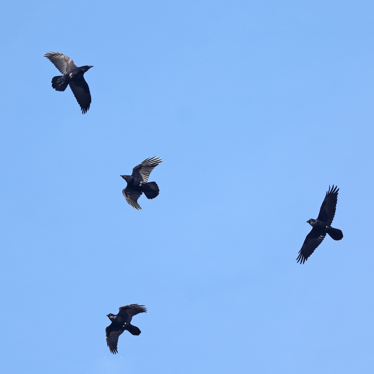 Common Raven - ML646658516