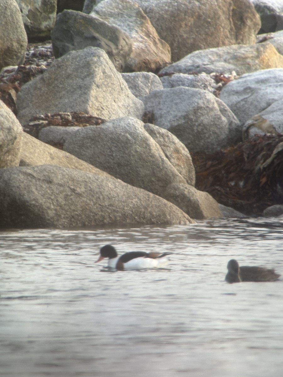 Brandgans - ML646658517