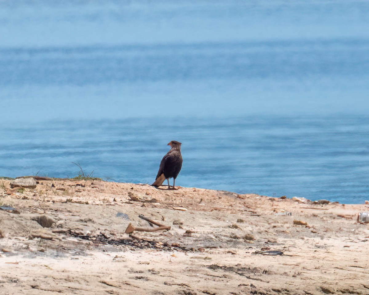 Crested Caracara - ML646658518