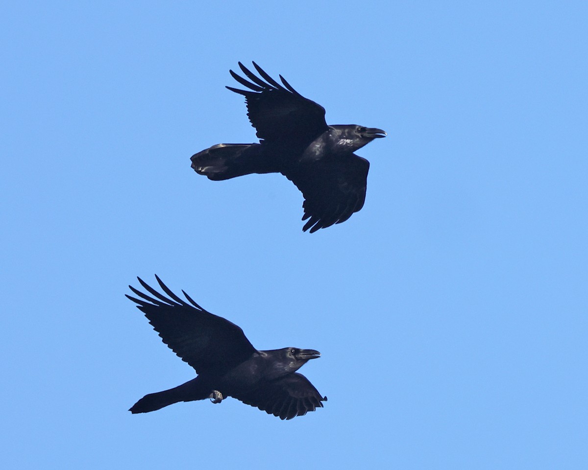 Common Raven - ML646658520