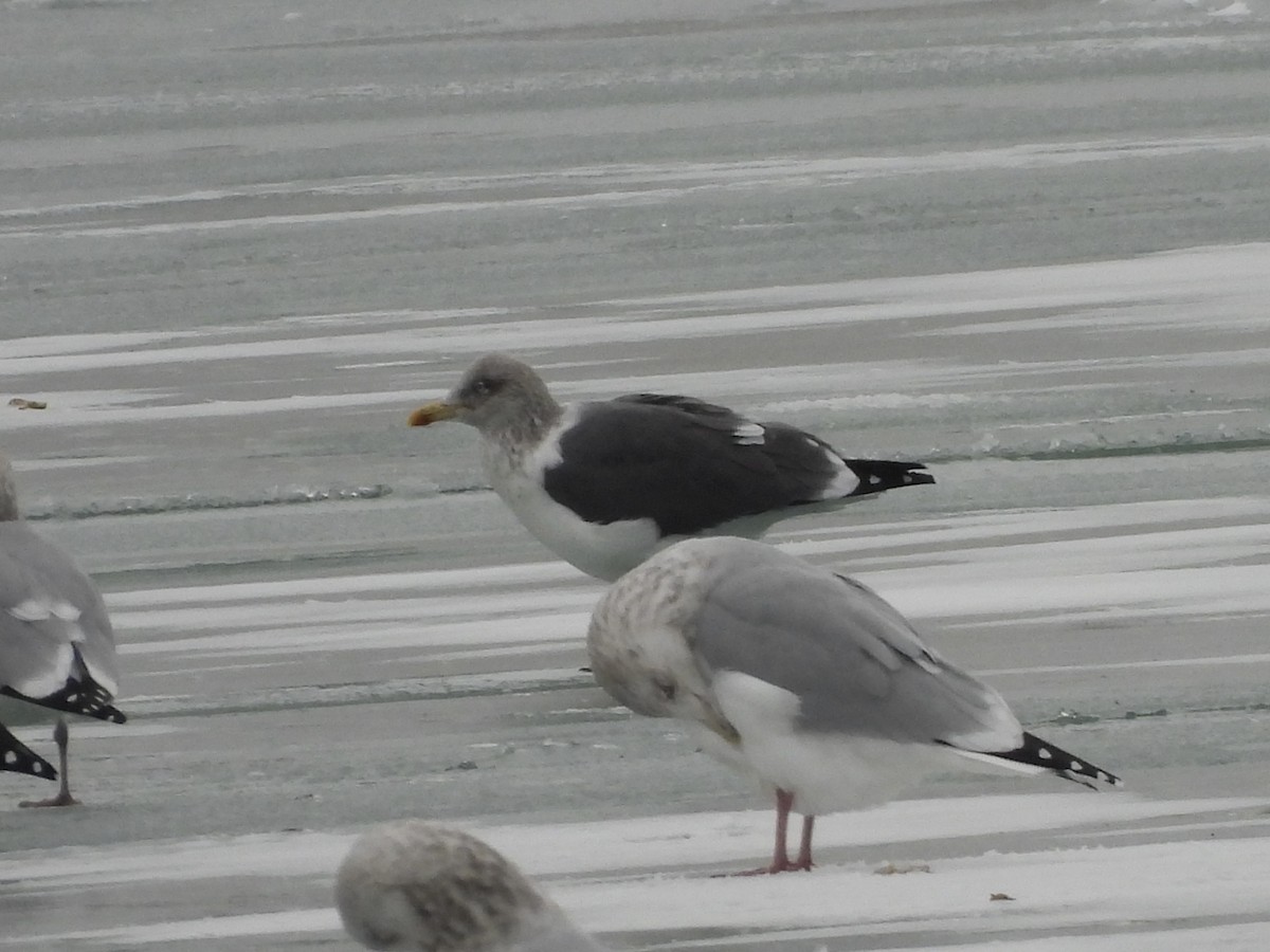 Lesser Black-backed Gull - ML646658521