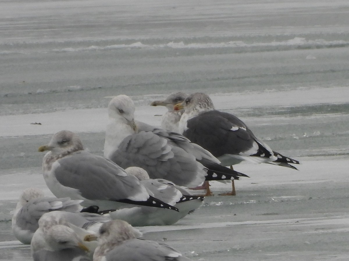 Lesser Black-backed Gull - ML646658522