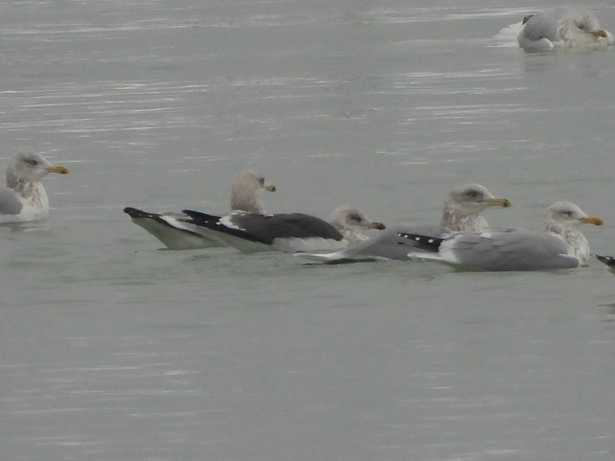 Lesser Black-backed Gull - ML646658523