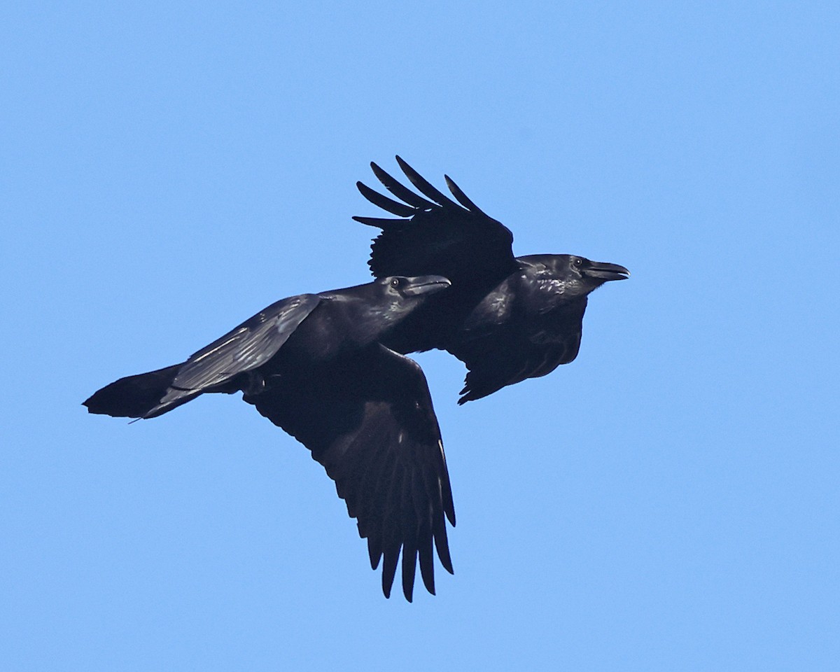 Common Raven - ML646658524