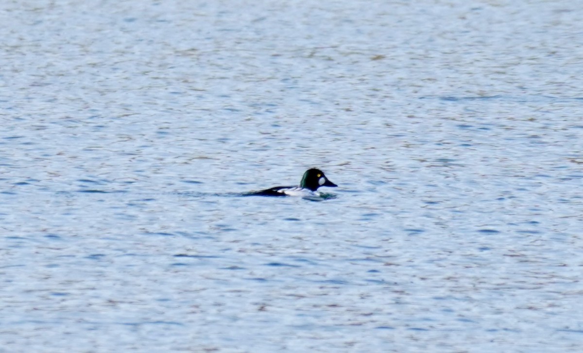 Common Goldeneye - ML646658525