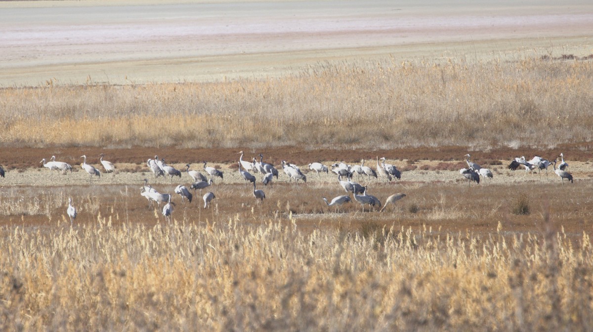 Common Crane - ML646658529