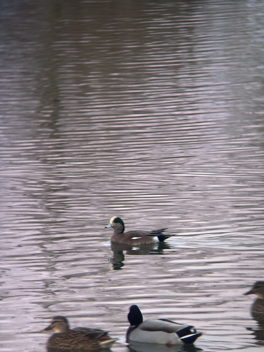 Silbón Americano - ML646658530