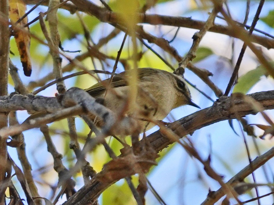 Golden-crowned Kinglet - ML646658532