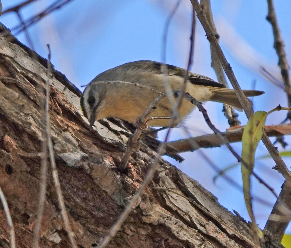 Golden-crowned Kinglet - ML646658533