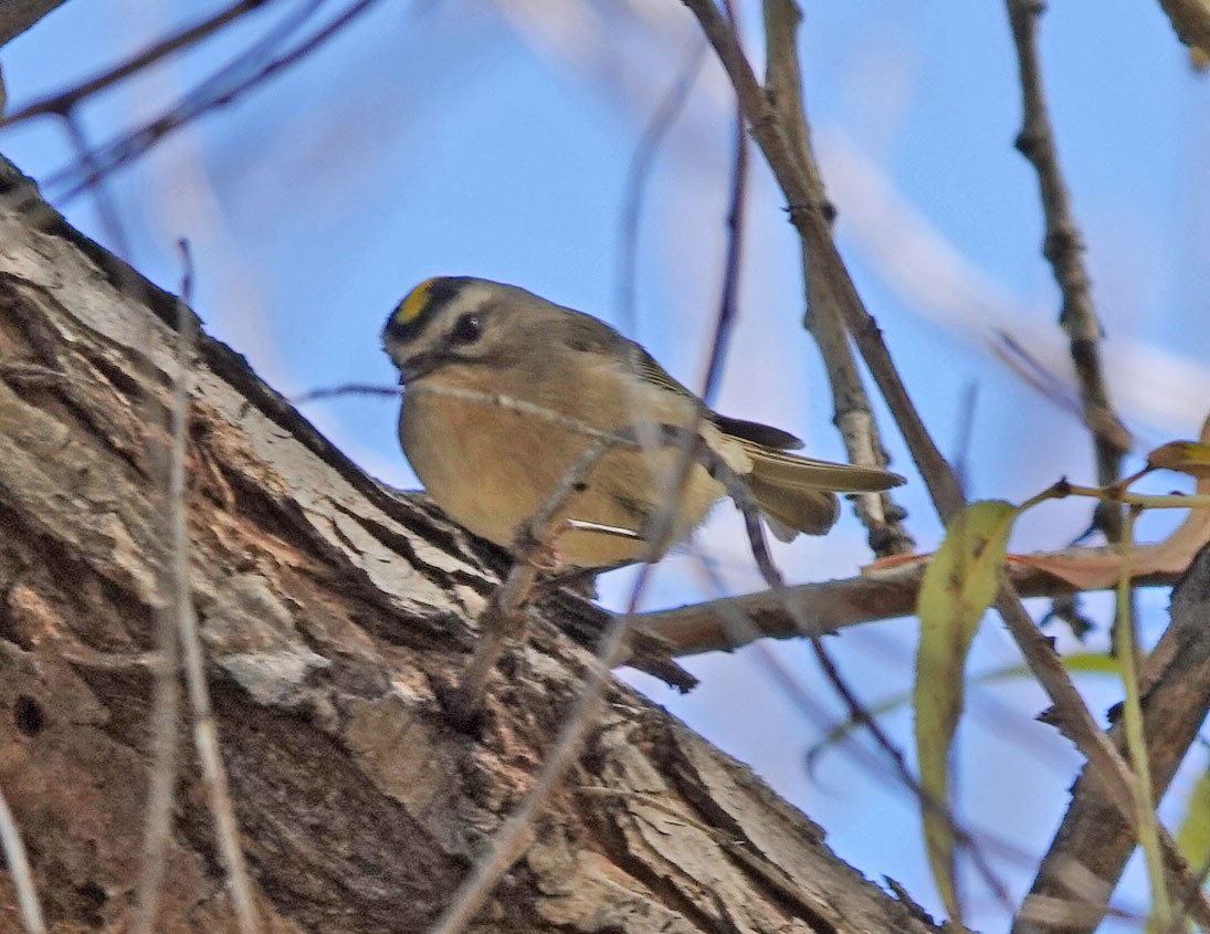 Golden-crowned Kinglet - ML646658534