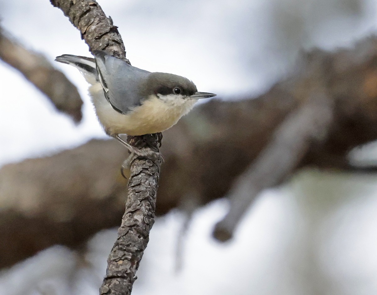 Pygmy Nuthatch - ML646658535