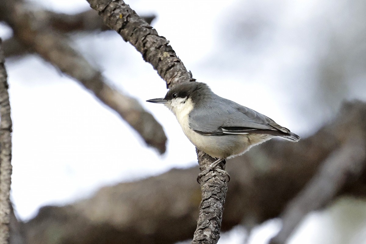 Pygmy Nuthatch - ML646658536
