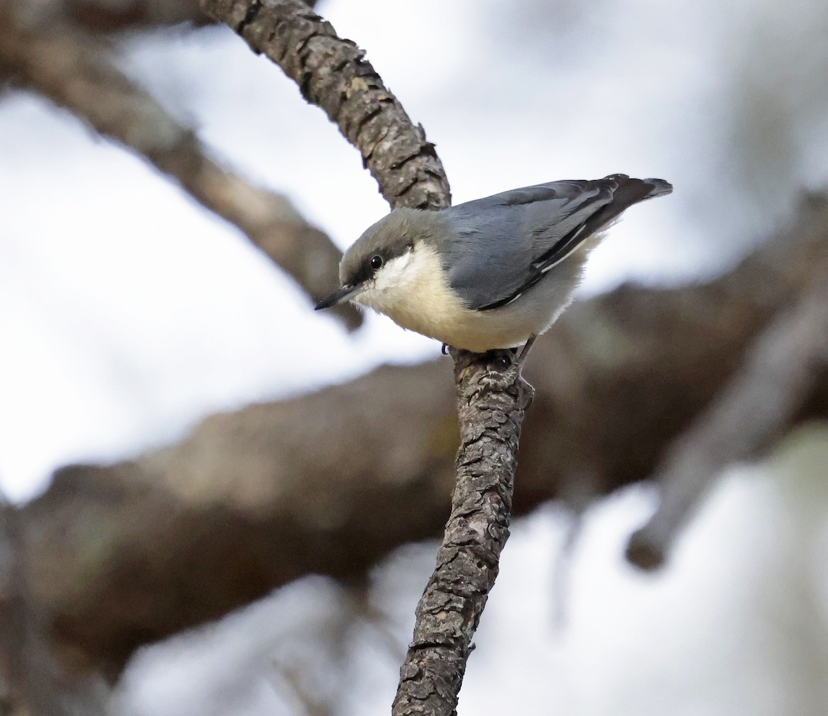 Pygmy Nuthatch - ML646658537