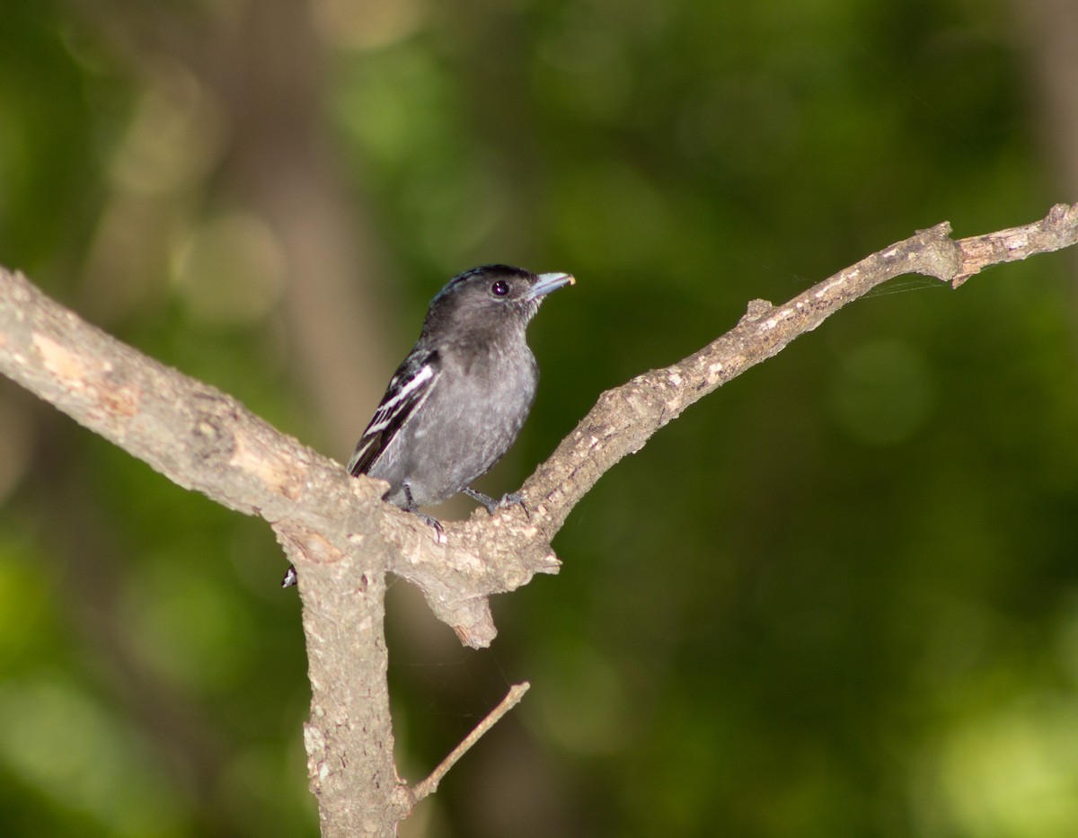 White-winged Becard - ML646658540